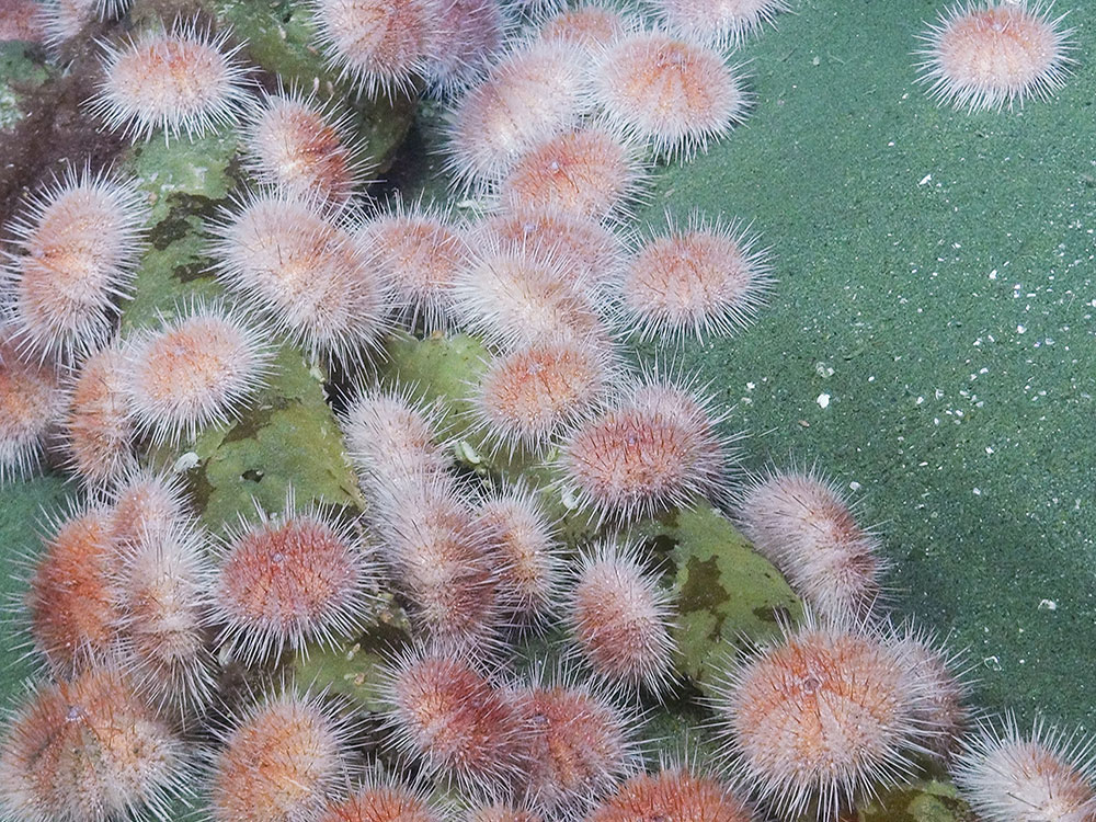 Spiky pink sea urchins are clustered on green seaweed.