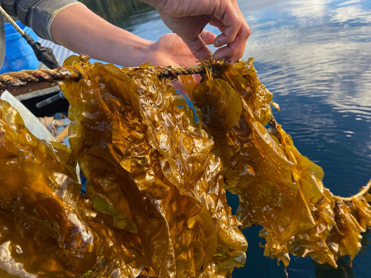 Close-up of a kelp farmer working with kelp hung over a rope.