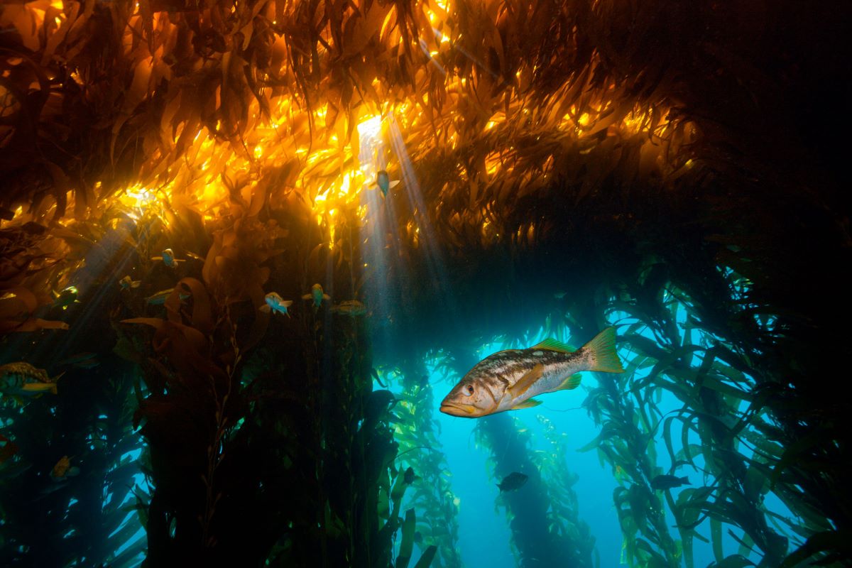 Fish swim through a kelp forest.