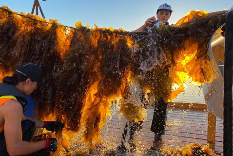 The Promises and Perils of the Seaweed Farming Boom