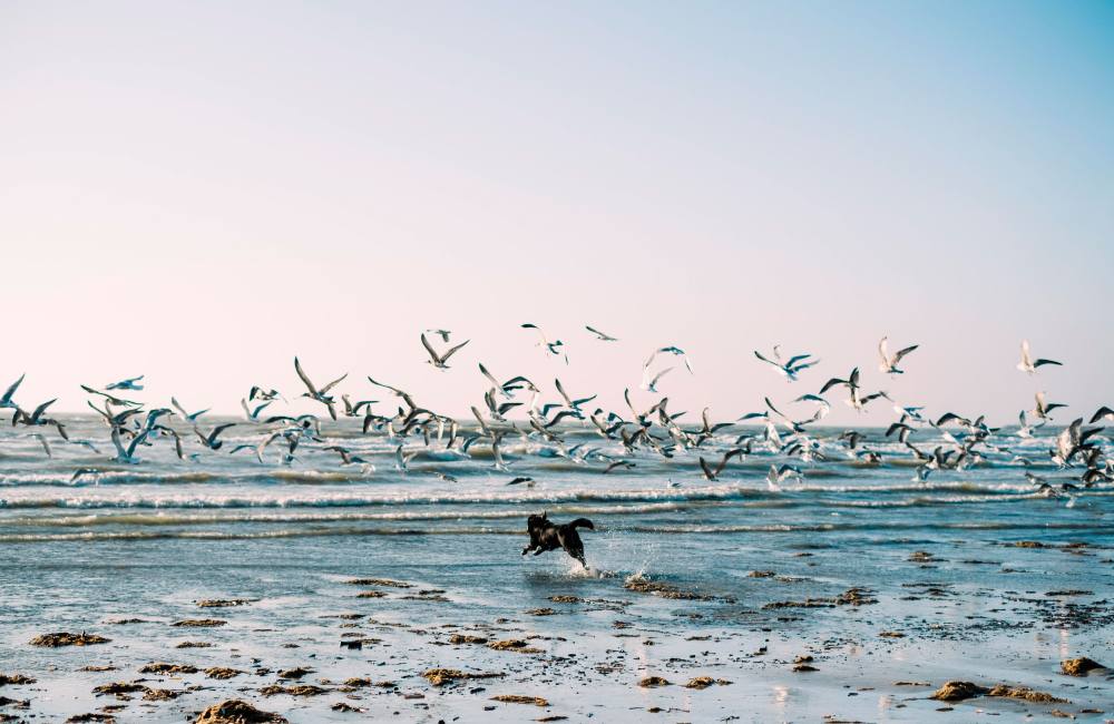 A dog chases a large flock of gulls on the beach.