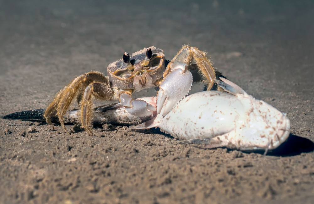 A close-up of a ghost crab on a shell on a sandy beach.