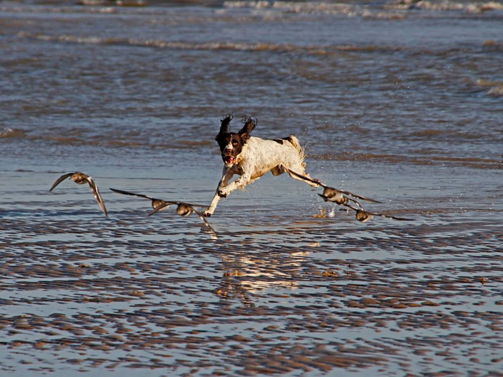 A spaniel chases birds on the beach.