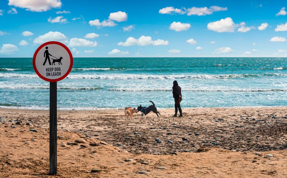 Dogs run loose on a beach behind a &ldquo;Keep dog on leash&rdquo; sign.