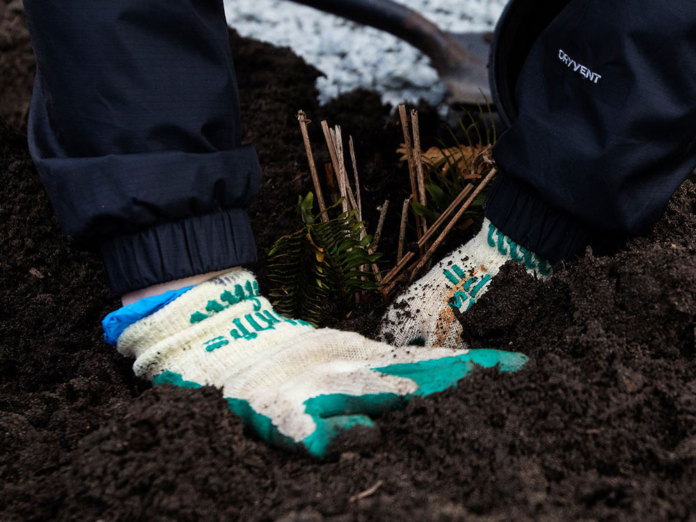 Two gloved hands press a plant into rich, dark soil.