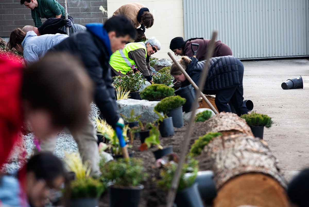 Many people work together to plant plants in a narrow rain garden that runs alongside a brick building.