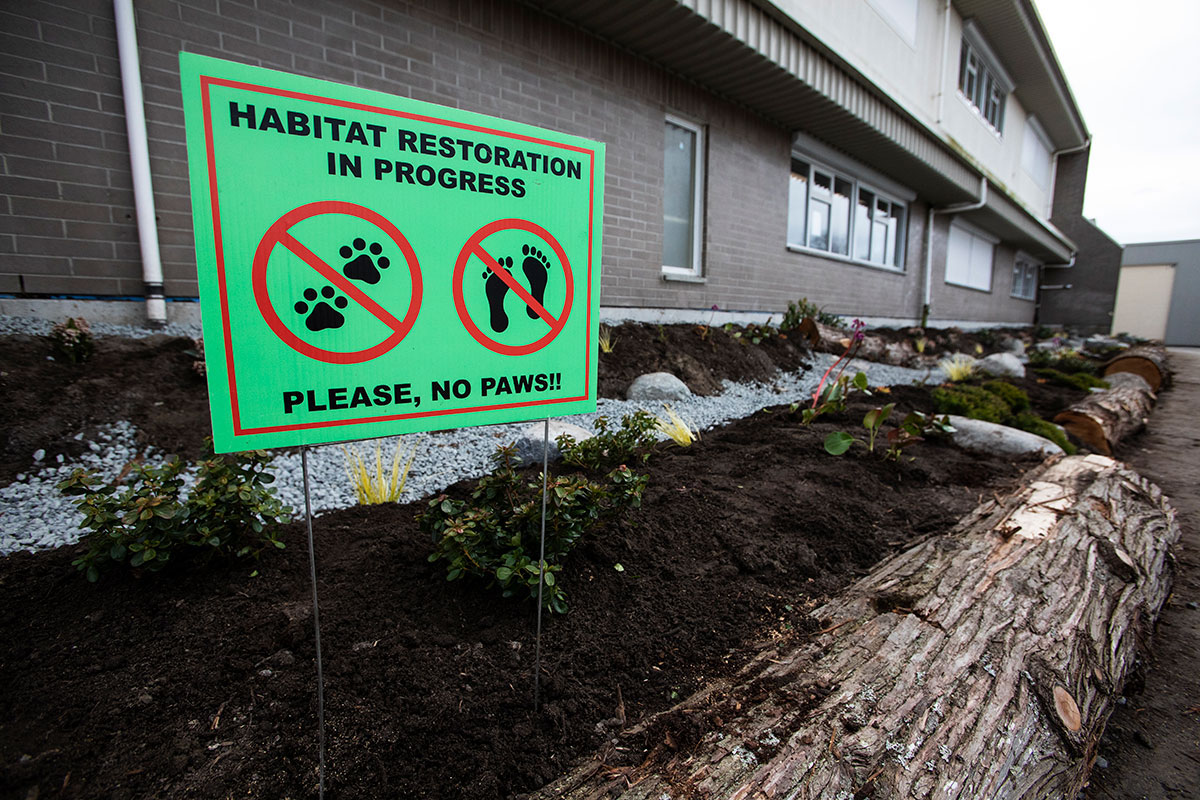 A narrow rain garden runs alongside a brick school building. There is a sign reading, “Habitat Restoration: Please, no paws.”