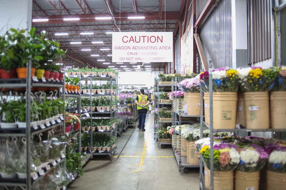 A man in a fluorescent vest walks between tall stacks of flowers in a warehouse.