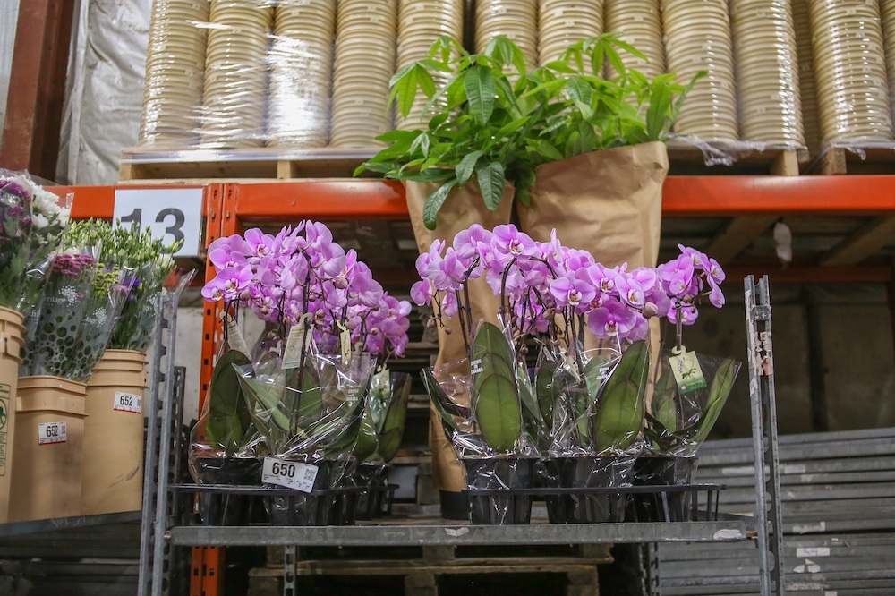 A tray of potted purple orchids on the top shelf of a steel rack in a warehouse.