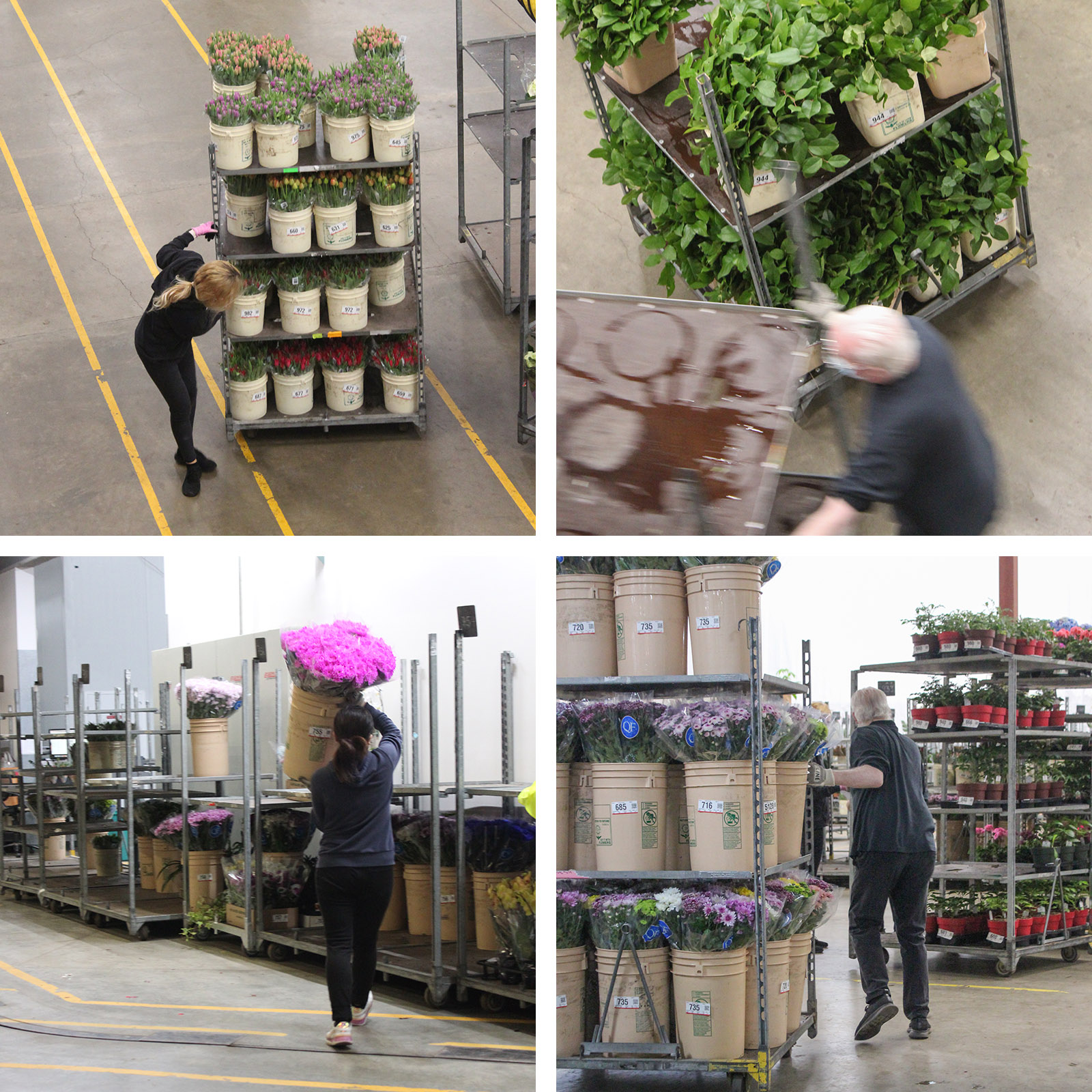 A collage of staff in a warehouse running with carts of flowers.