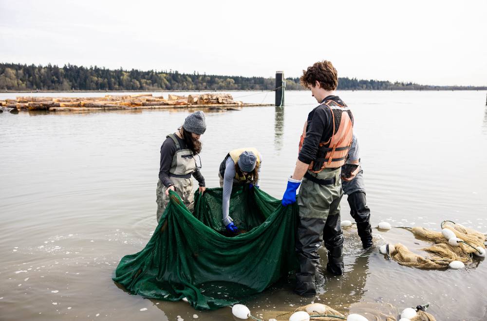 Four people stand in muddy, thigh-high water, holding a green net. Other nets float in the water. There are logs tethered to a post behind them and the southern part of Vancouver stretches into the horizon.