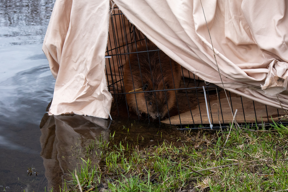 A beaver is visible inside the cage with the sheet over top of it.