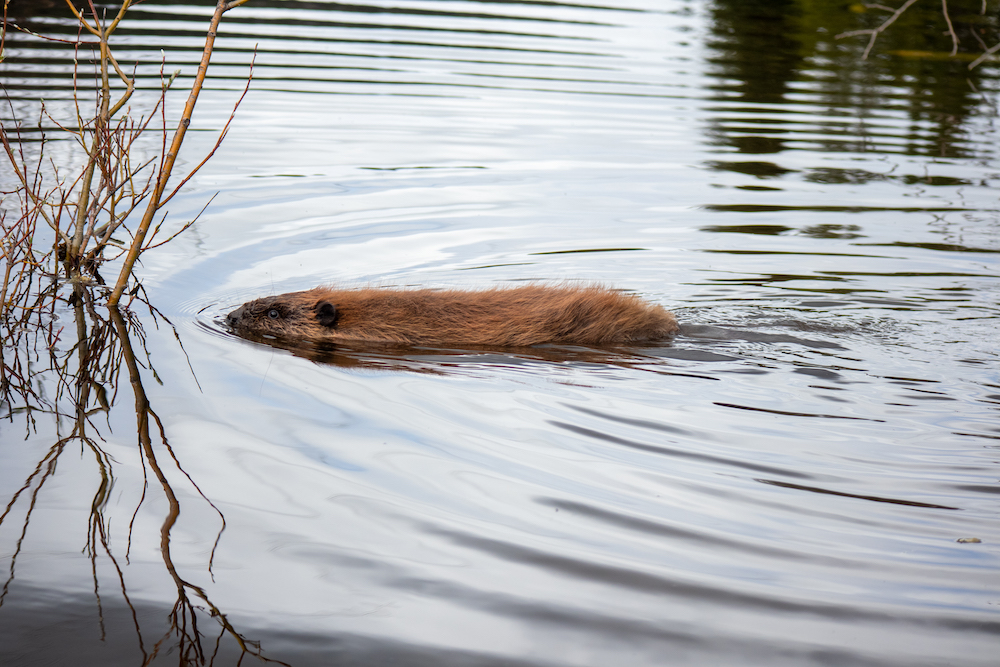 A beaver swims in the water.