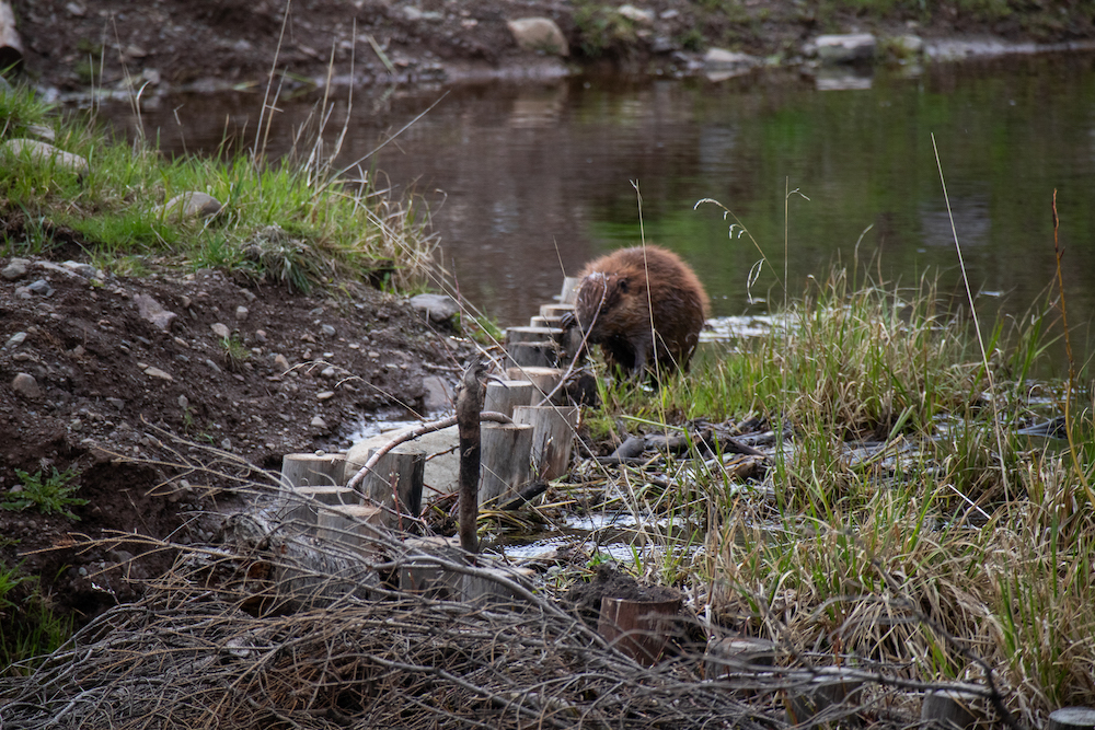 A beaver has a paw on posts sticking out of shallow water.