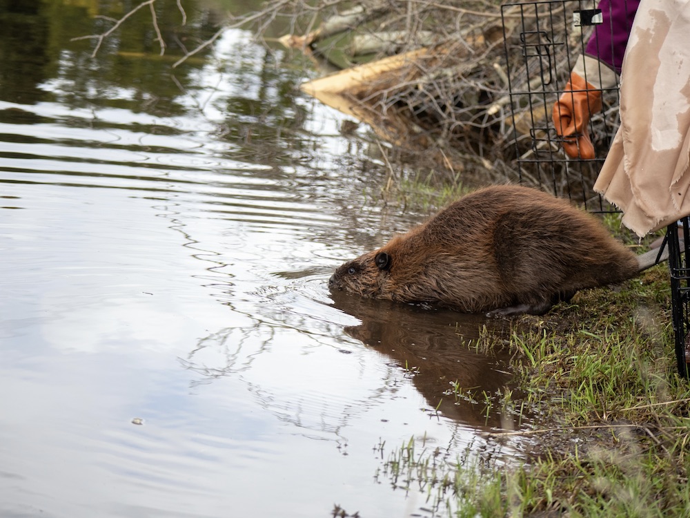 A chestnut-brown beaver slides out of a cage, off the shore, and into the water.