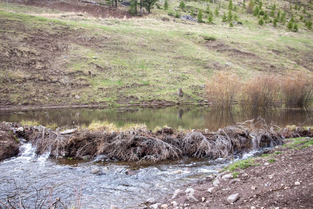 Water is held back by a beaver dam analogue that spans the stream.