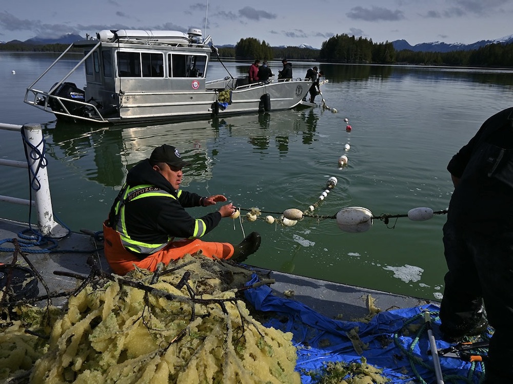 A man in a high visibility vest and large gumboots sits on the edge of a fishing boat, helping pull a long line of buoys. In the foreground a large pile of herring roe-coated branches are piled on a blue tarp. A second silver boat floats in the background.