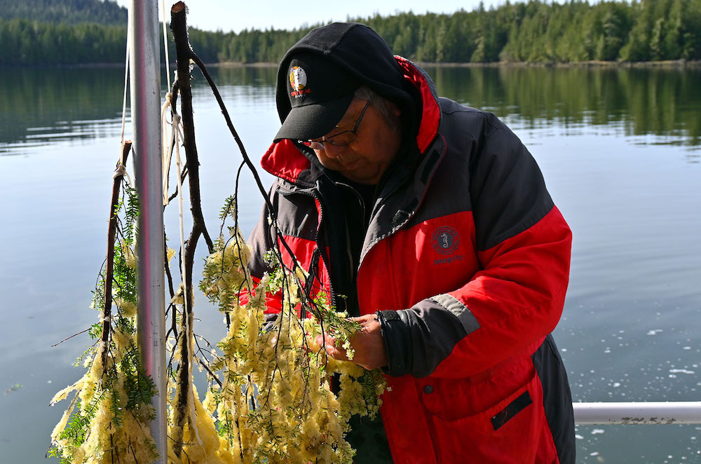 An Elder in an orange hat and black baseball cap stands in front of a hemlock branch that hangs on a string. He inspects the champagne-coloured herring roe that coat the branch. Behind him the ocean is a deep green and glassy.