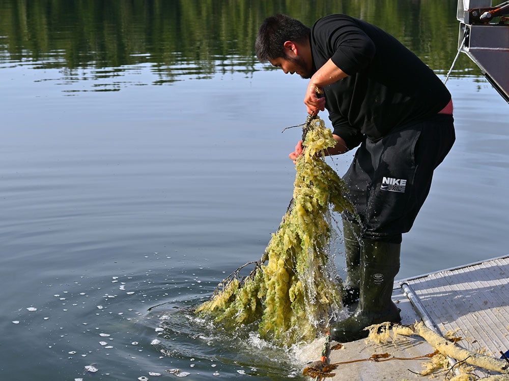 A young man in all black stands on the edge of a silver boat ramp as he heaves a hemlock branch out of the ocean. The branch is thickly coasted in champagne-coloured yellow herring roe. The man is grinning.