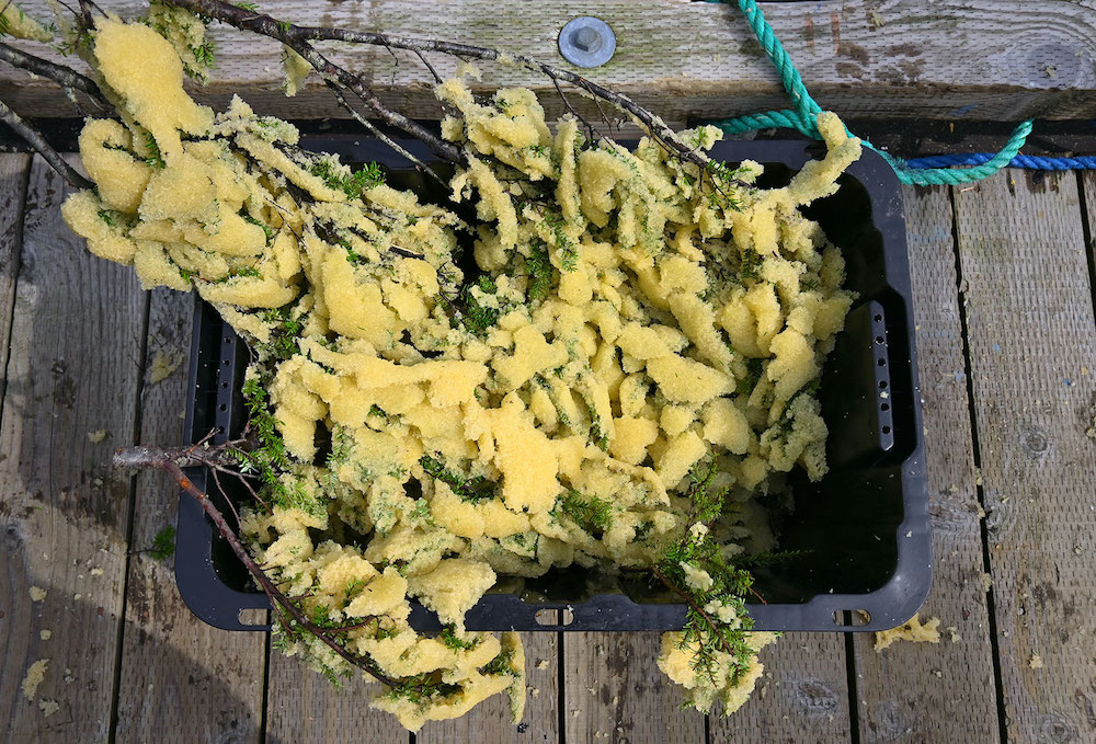 A blue rubbermaid tub sits on a wooden dock. The tub is filled with evergreen boughs coated with yellow herring eggs.
