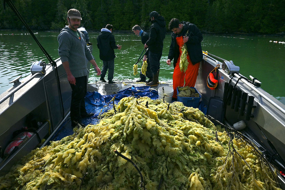 A pile of herring roe eggs a metre tall sits on a blue tarp on a silver boat. Several people are helping pull more branches covered in roe out of the water.
