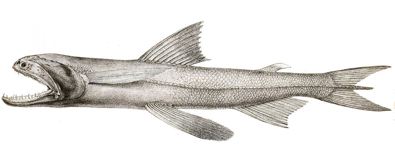 A black and white drawing of a long, lender fish with a jutting jaw and teeth like needles.