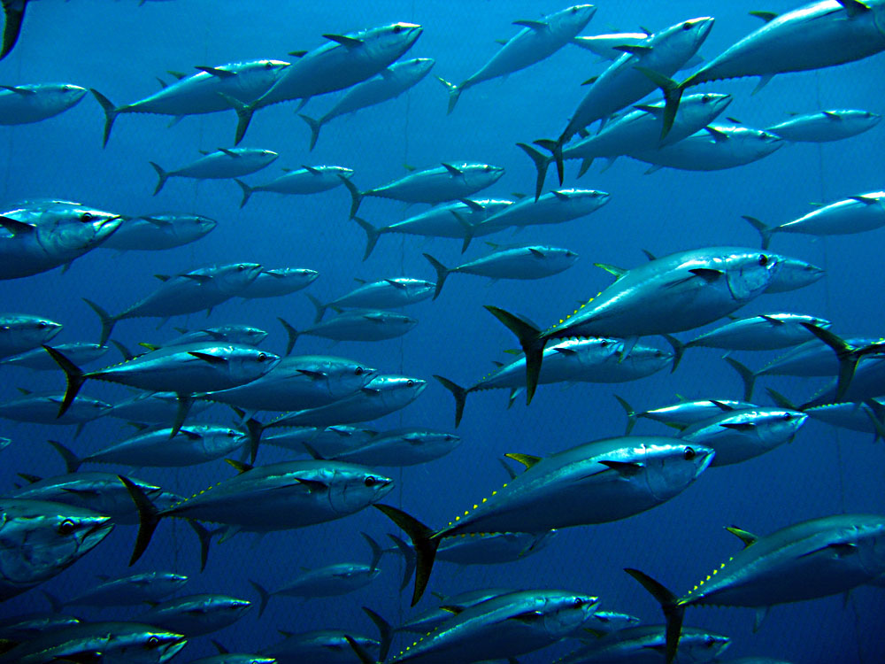 Below the ocean’s surface, a school of many tuna move through blue water.
