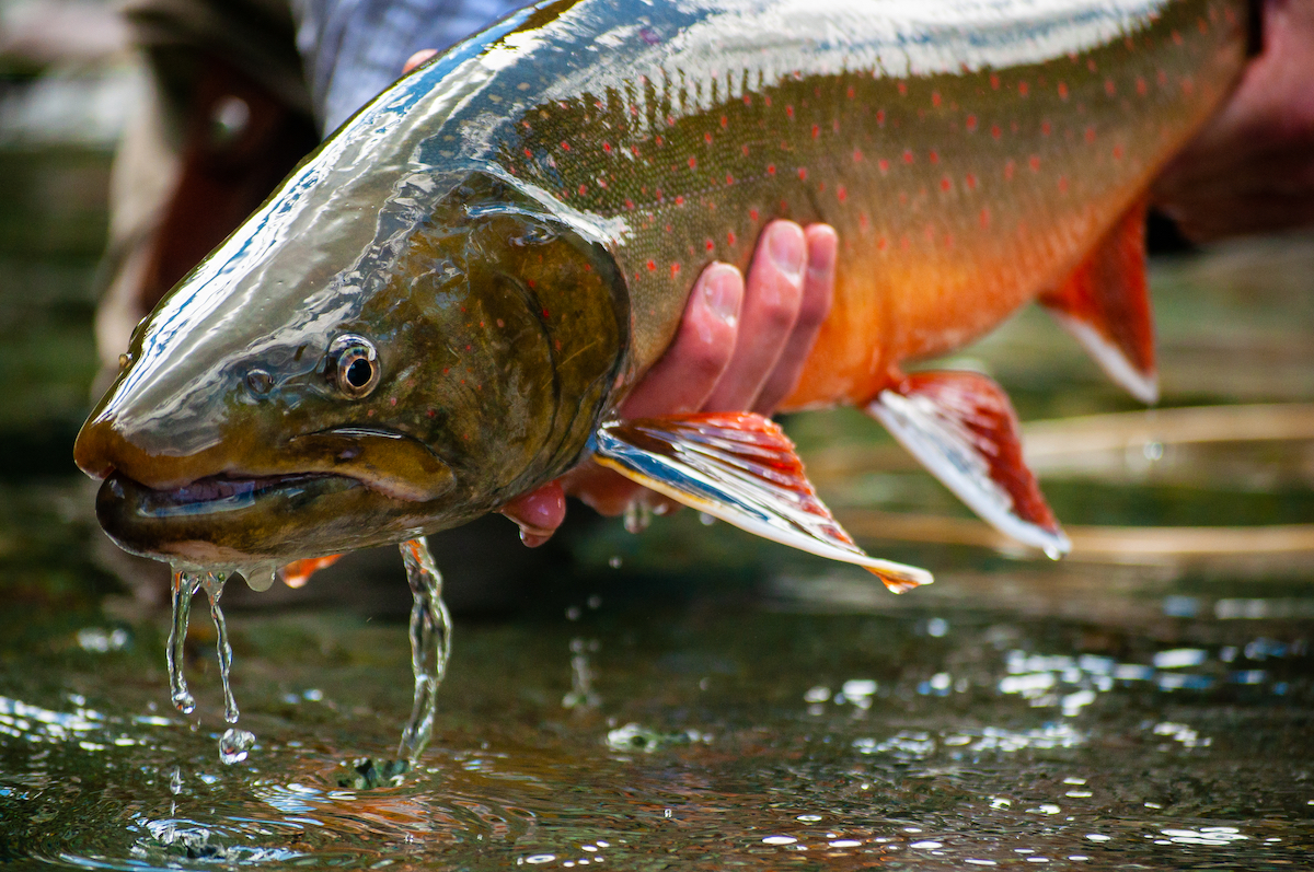 Close-up of a dark-green coloured fish with orange spots and belly. A hand holds the fish and water drips from the fish into a body of water at bottom of photo.