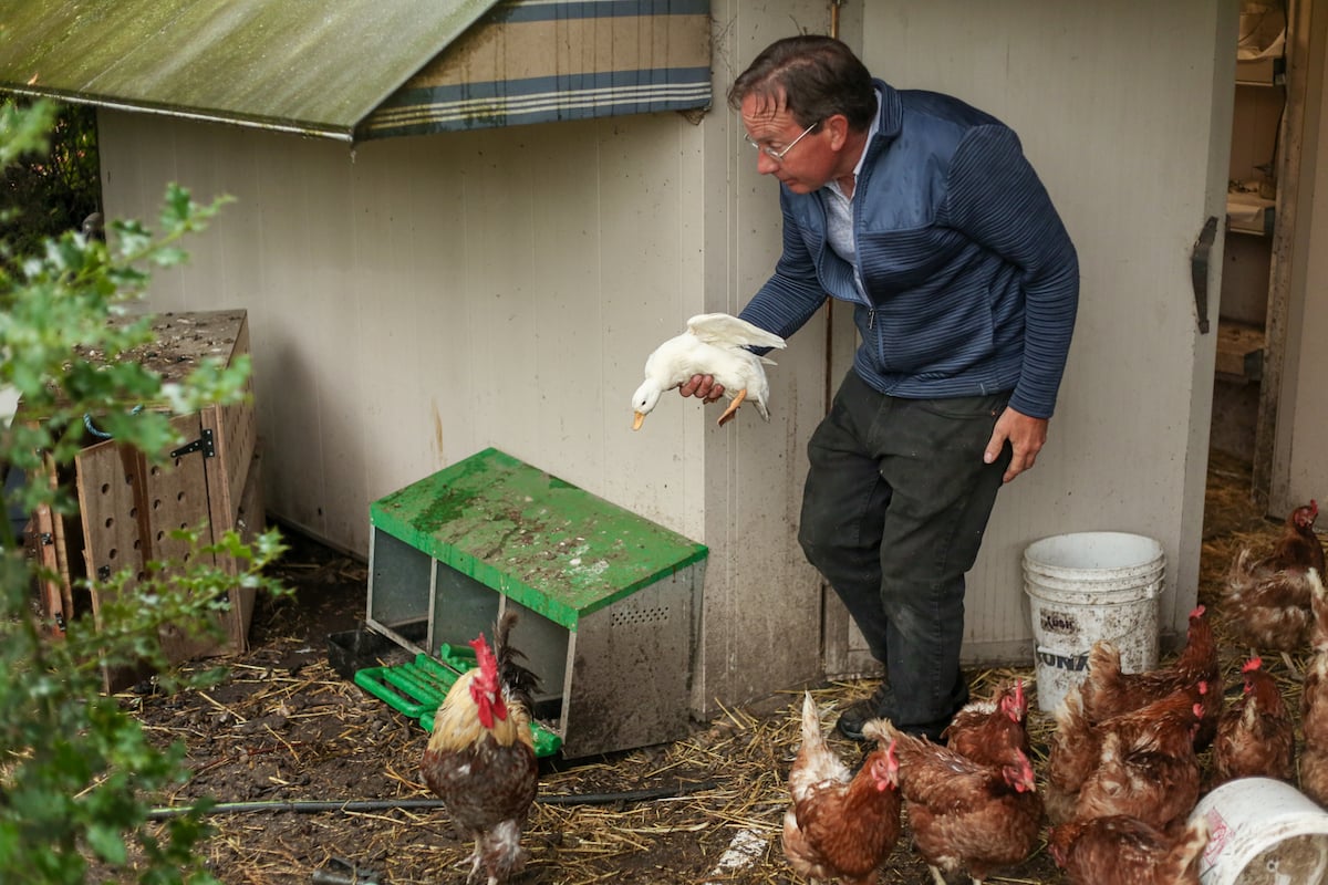 A man is walking through a chicken coop with a small duck in hand.