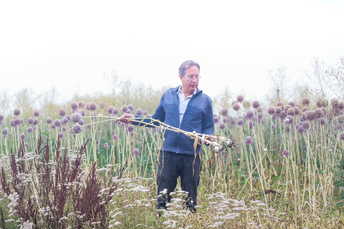 A man pulls out a large stalk of garlic amidst a field of purple flowers.