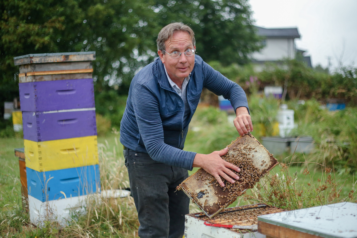 A man takes a beehive out of a box and places a hand over the busy bees. There are towers of boxed hives around him.