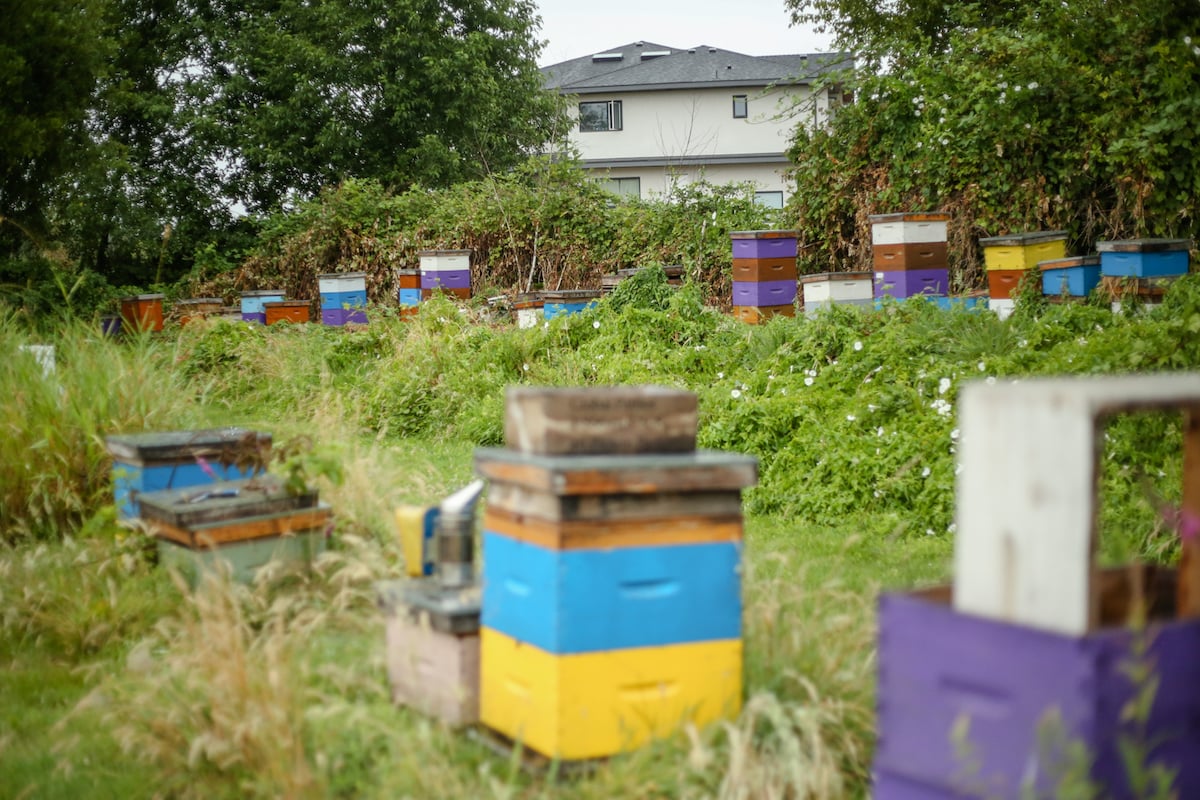 A field with colourful boxes — yellow, blue, light-blue — that contain beehives.