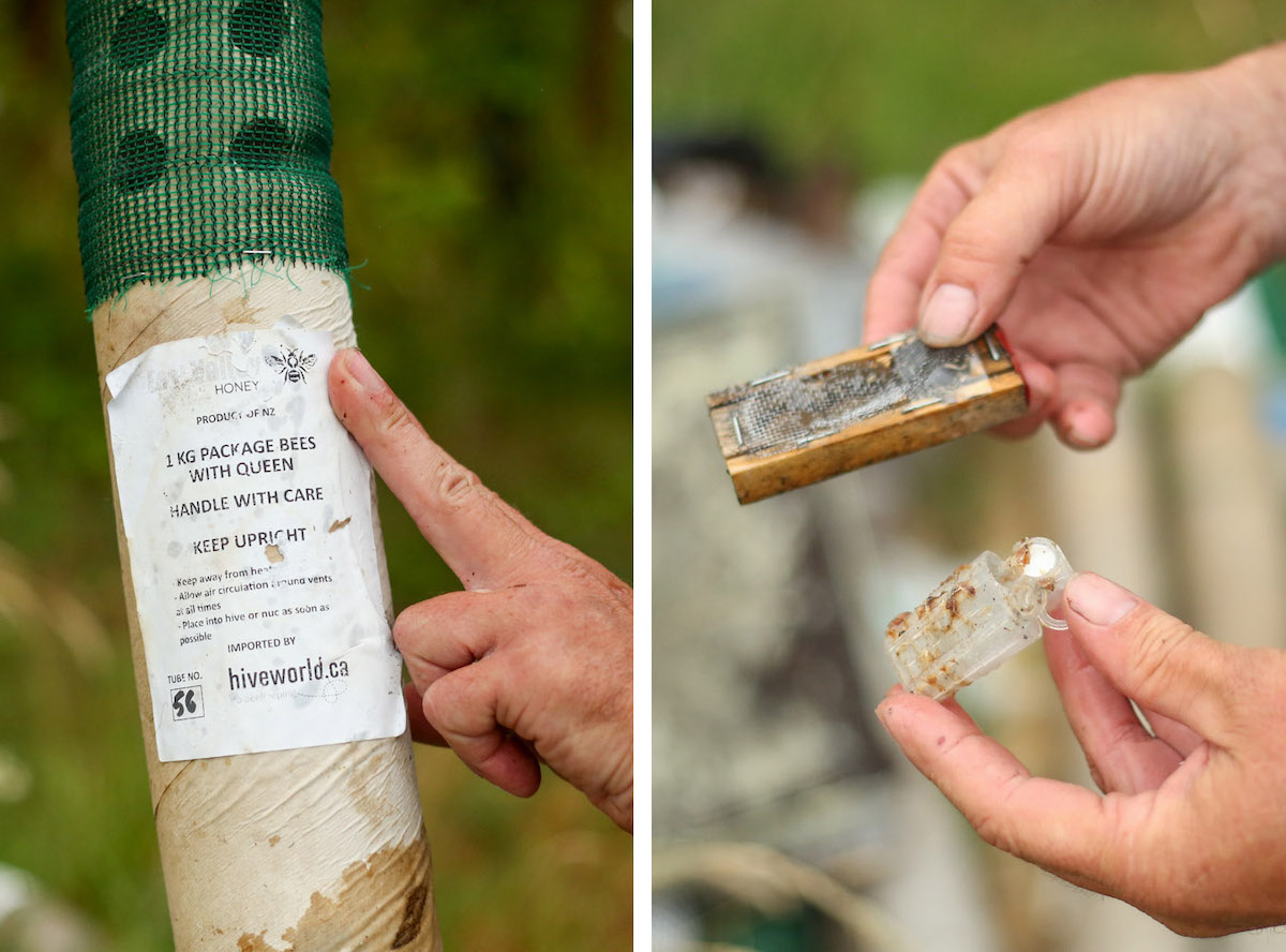 On the left, the image of a paper tube that once held mail-order bees. On the right, hands hold a little box with a mesh and another little plastic box that once held queen bees.