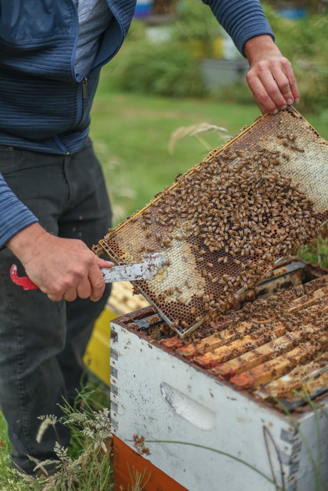 A man uses his left hand to hold up a wooden frame covered with bees. With his right hand, he uses a flat metal tool to scrape honey from the comb they’ve made.
