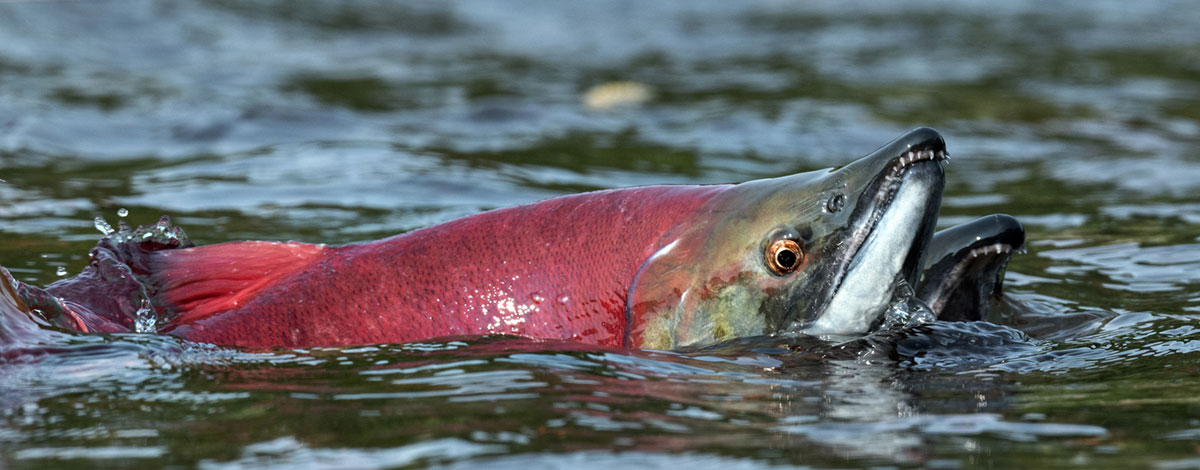 A fish with a red body and a green head swims upstream through shallow, rocky water.