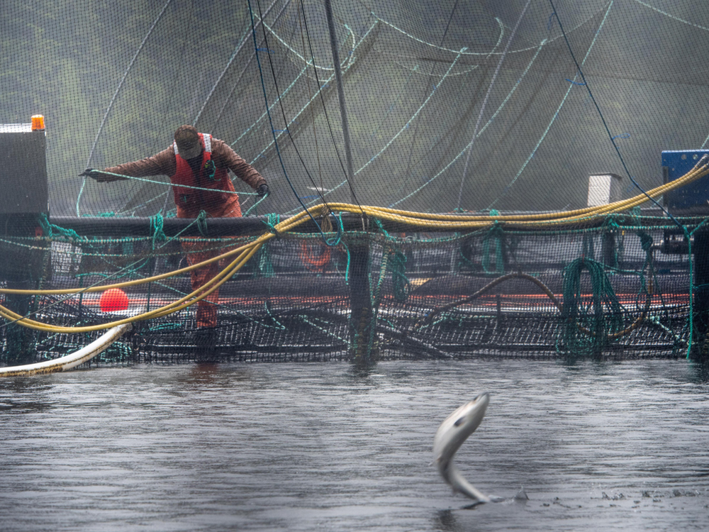 A worker fixes nets at a fish farm as a fish jumps out of the water.