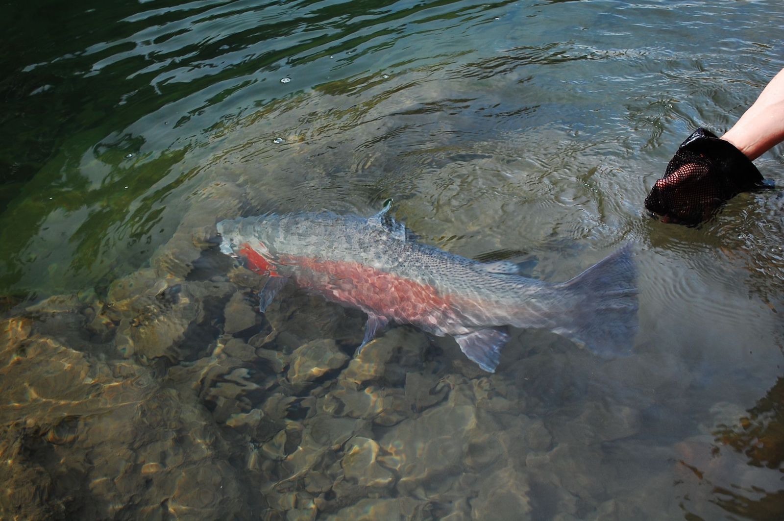 A large fish with a red stripe down its side is shown being released into water by a hand wearing a netted glove.