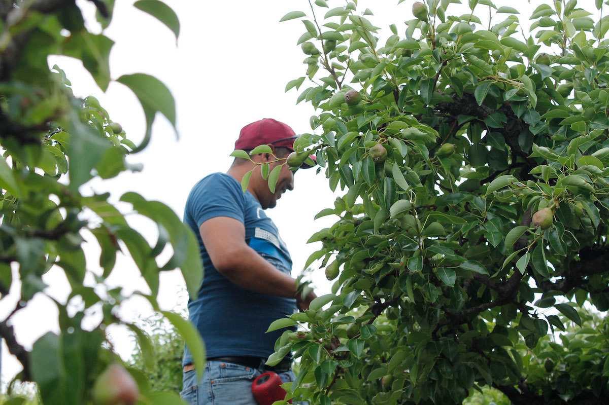 A man in a red ball cap and blue T-shirt thins pears in an orchard.