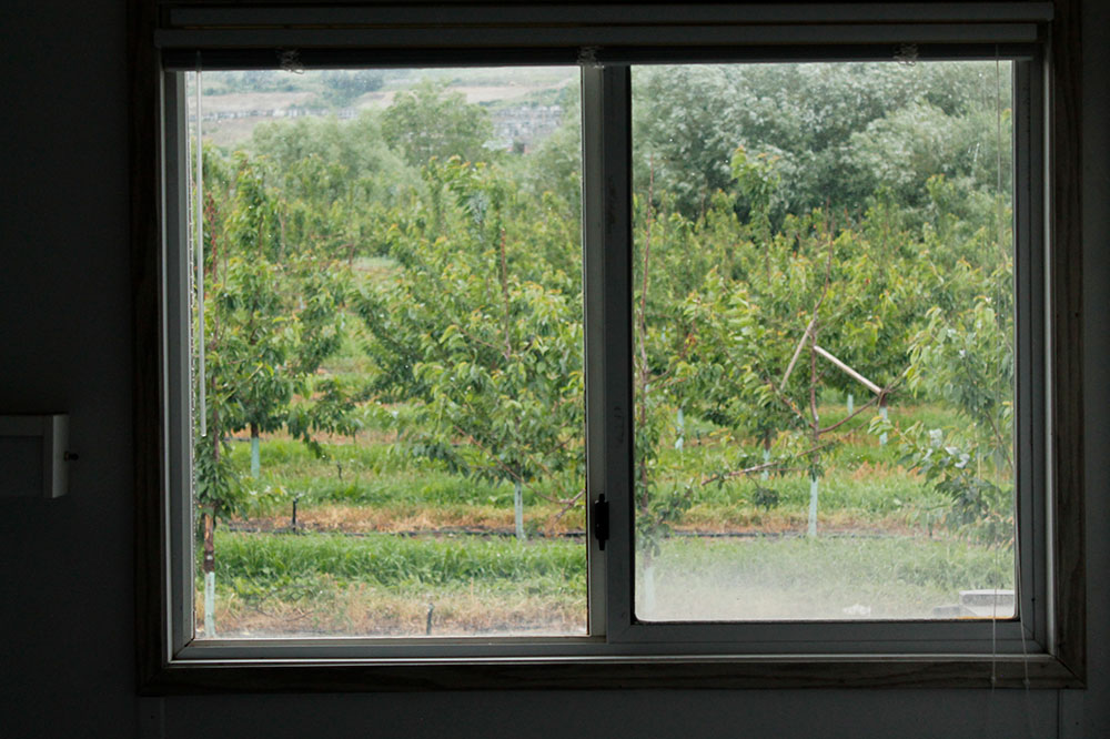 A view of an orchard from the window of a house.