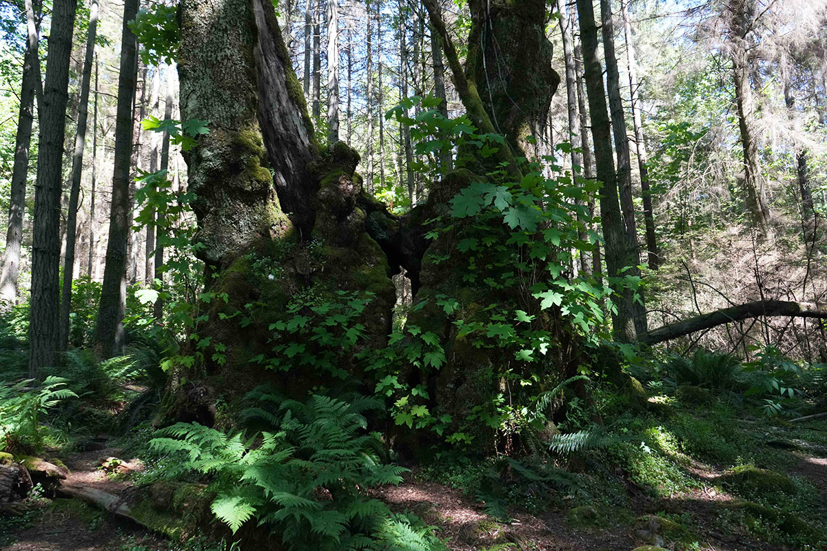 A split-trunk tree with ferns at the base.