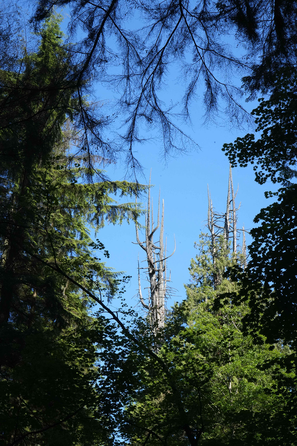 Two dead trees poke into the sky amidst a greener canopy.