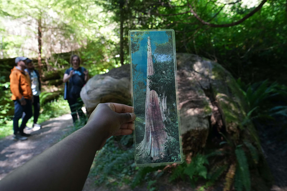 In the foreground, a hand holds out a laminated photo of a large, old tree. In the blurry background, Colin Spratt shares information about a fallen tree.