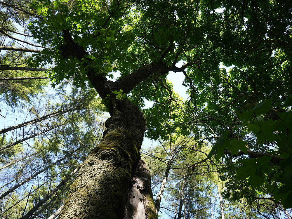 A view looking up towards the tree canopy.