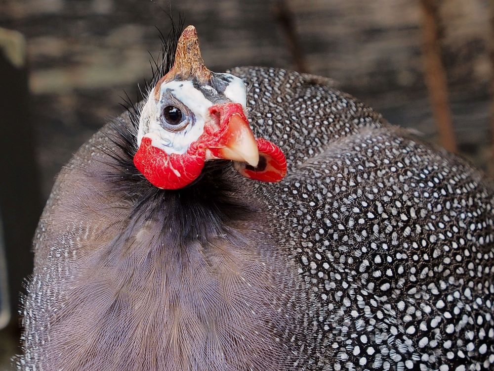 A close-up photo of a guinea fowl, with dark eyes, white face, red wattles and black and white dotted feathers.