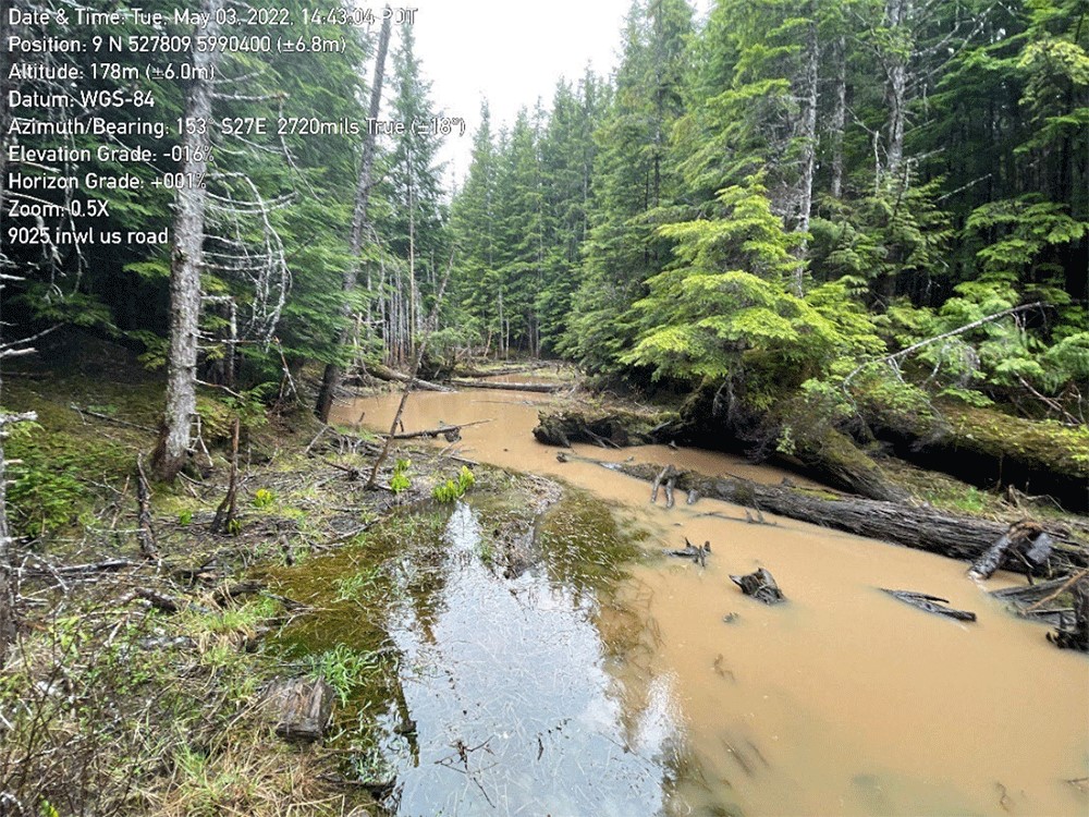 A marshy area with brown, muddy water sits in the middle of a cedar forest.