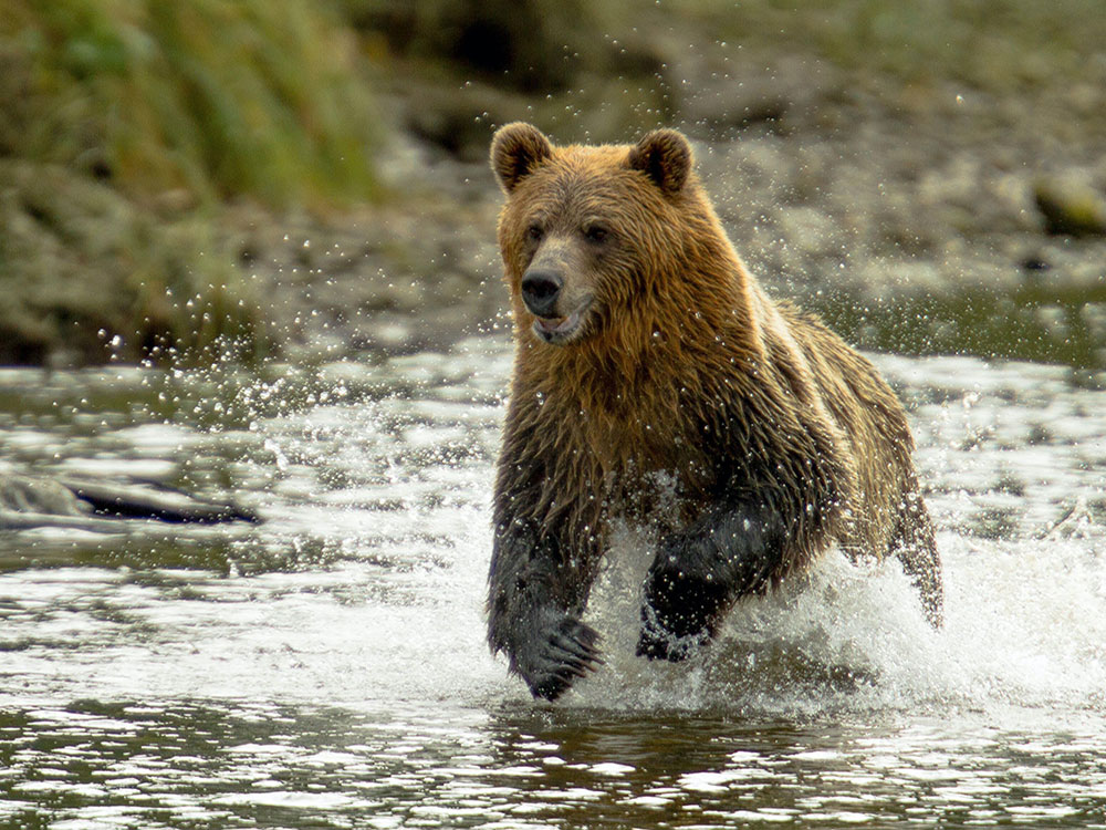 A large grizzly bear runs into the water, with drops of spray splashing around it.