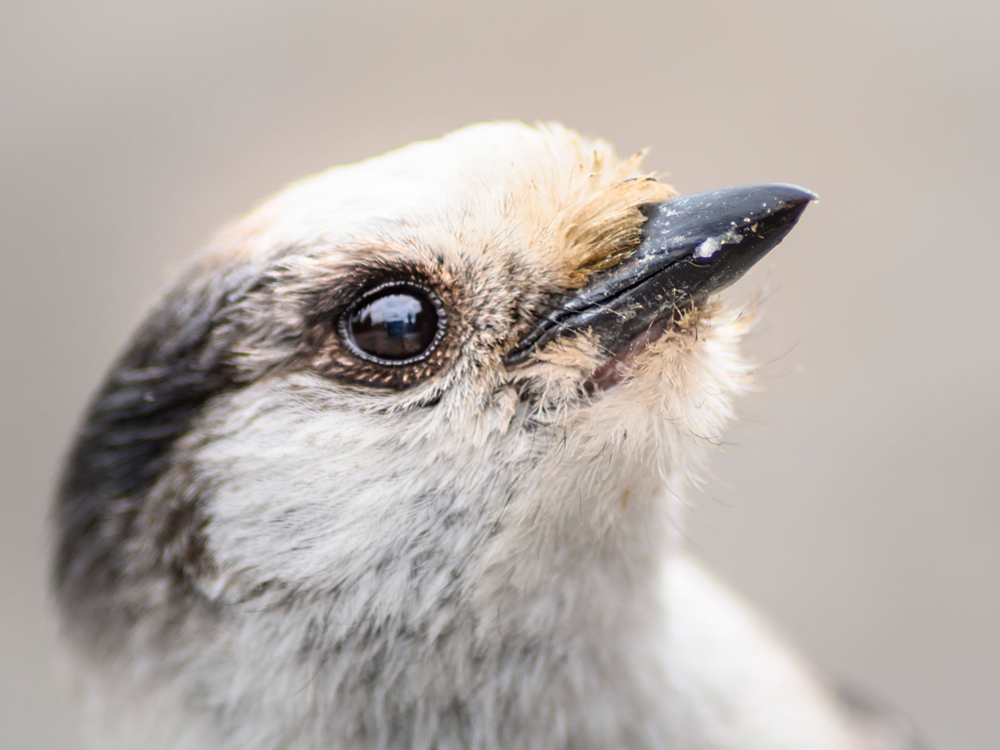 A close-up of a Canada jay, with a fluffy white face, small black beak and small dark patch on its head.
