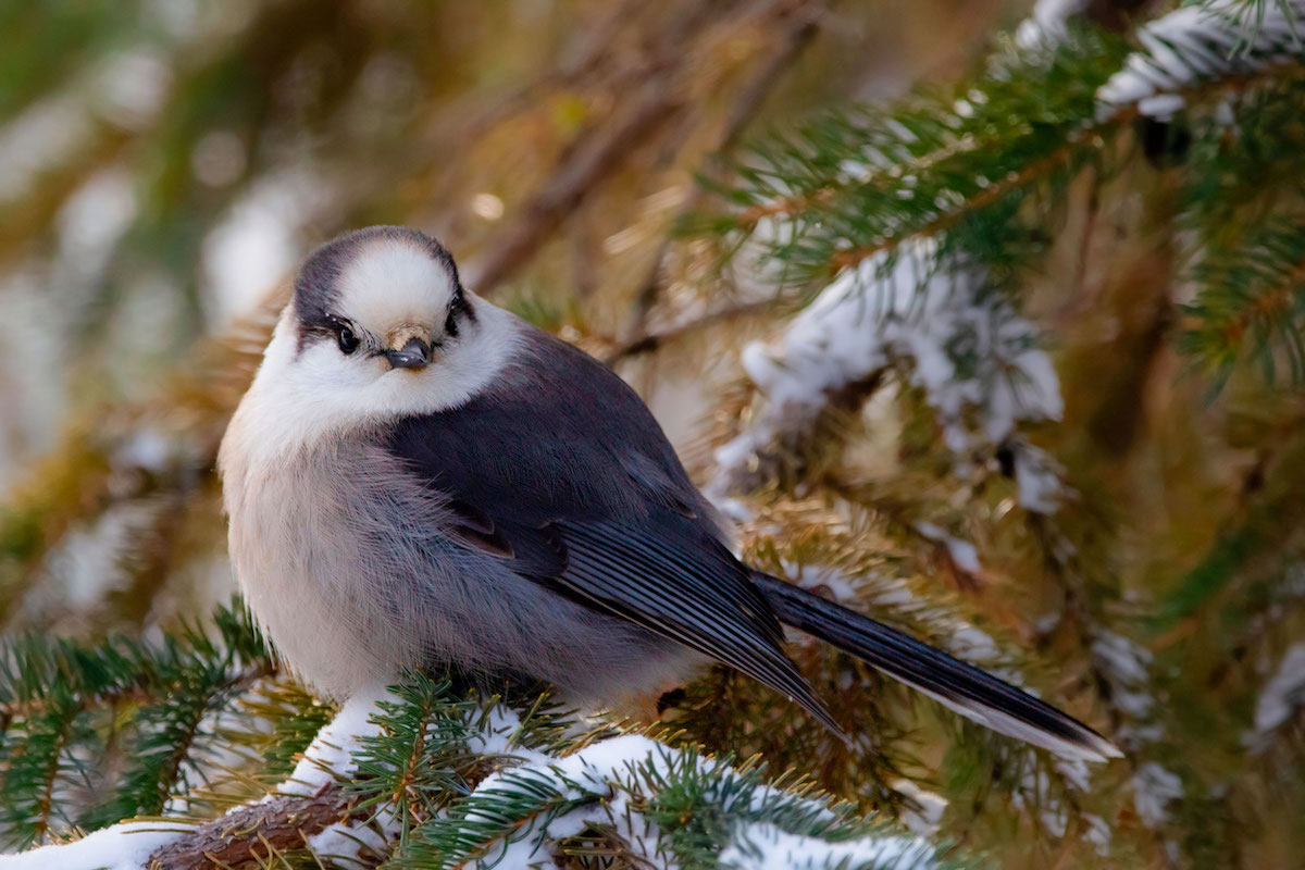 A Canada jay poses on a snowy branch.
