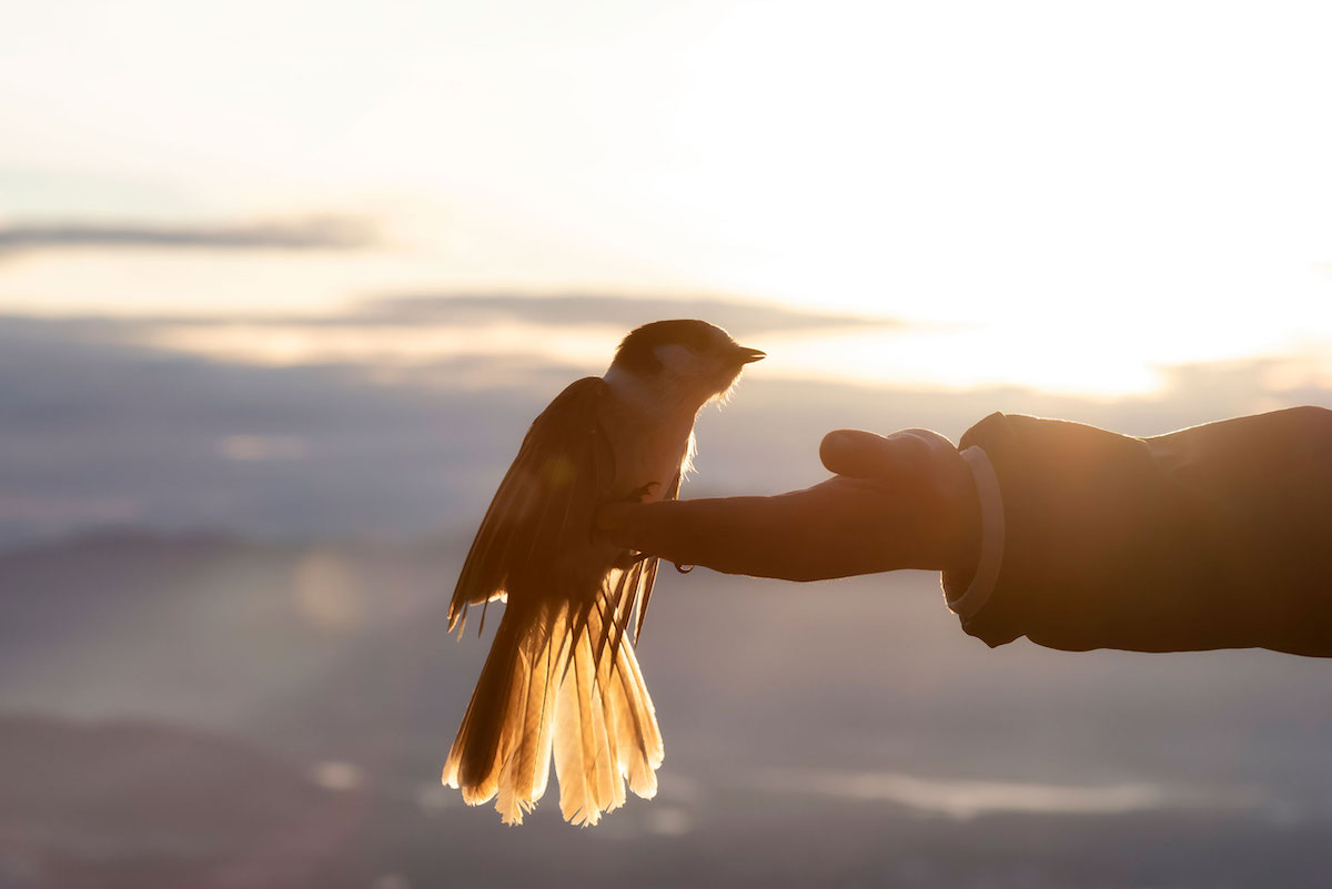 Amidst the setting sun, a Canada jay alights on a person’s outstretched hand.