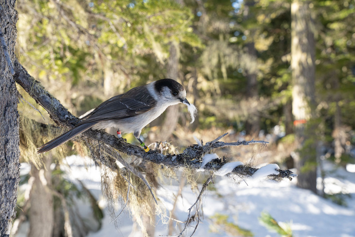 A Canada jay perches on a branch with cotton in its mouth.